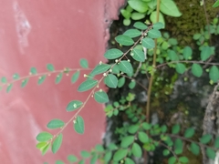 Phyllanthaceae