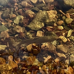 Salmo salar