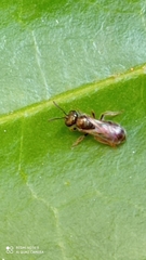 Lasioglossum