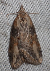 Chesias isabella