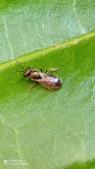 Lasioglossum