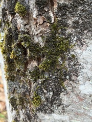 Porella platyphylla