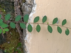 Phyllanthaceae