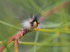 Anthela rubeola