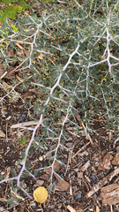 Ceanothus cordulatus