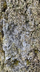 Lepraria finkii