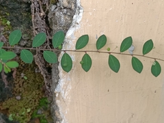 Phyllanthaceae