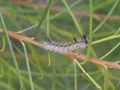 Anthela rubeola