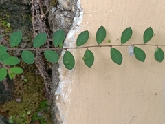 Phyllanthaceae