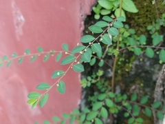 Phyllanthaceae