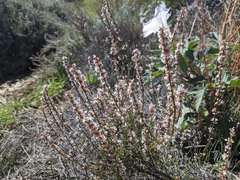 Eriogonum wrightii membranaceum