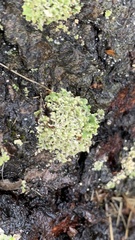 Cladonia ochrochlora