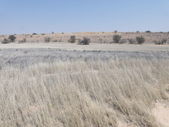 Enneapogon desvauxii