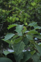 Euphorbia pulcherrima