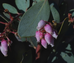Arctostaphylos glauca