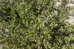 Prunus fremontii