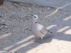 Streptopelia capicola damarensis