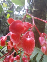 Begonia radicans