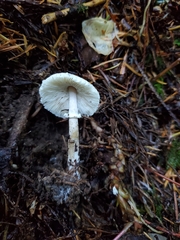 Lepiota castaneidisca