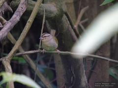 Arremonops rufivirgatus