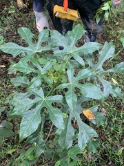 Brachychiton acerifolius