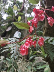 Begonia radicans