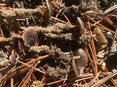 Strobilurus albipilatus