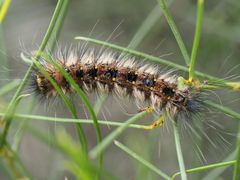 Anthela rubeola