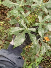 Brachychiton acerifolius