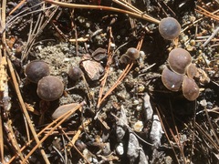 Strobilurus albipilatus