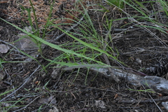 Crepis atribarba