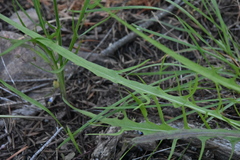 Crepis atribarba