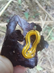 Luteostriata muelleri