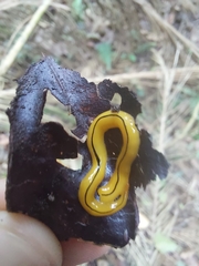 Luteostriata muelleri