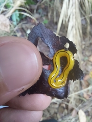 Luteostriata muelleri