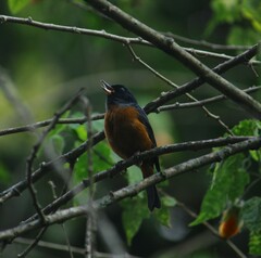 Diglossa baritula