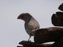 Amadina erythrocephala