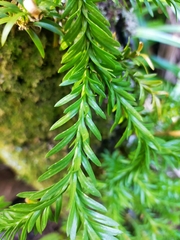 Phlegmariurus billardierei