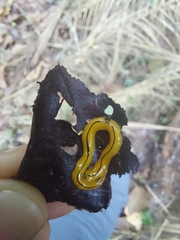 Luteostriata muelleri