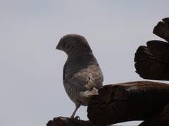 Amadina erythrocephala