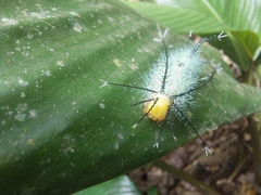 Lepidoptera