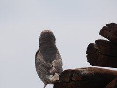 Amadina erythrocephala