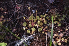 Claytonia rubra rubra