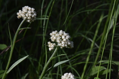 Antennaria anaphaloides