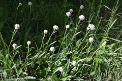 Antennaria anaphaloides