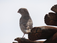 Amadina erythrocephala