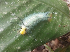 Lepidoptera