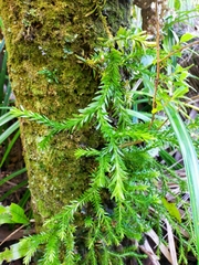 Phlegmariurus billardierei