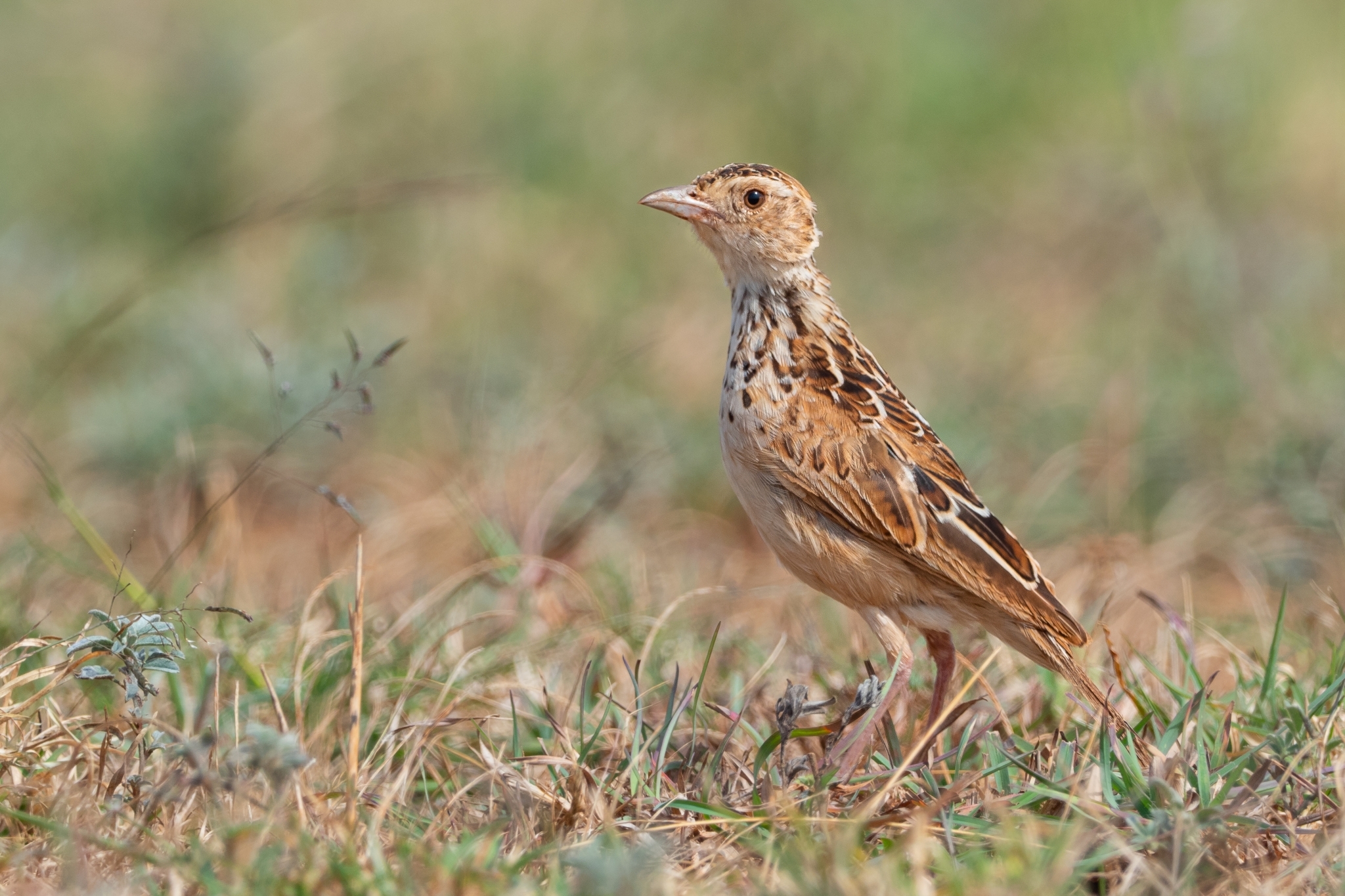 Liben Lark illustration