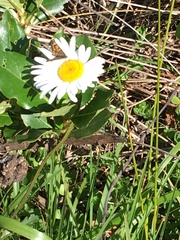 Leucanthemum maximum